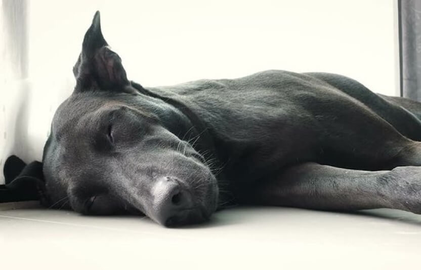 Собака вялая, лежит с опущенной головой